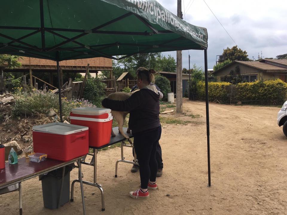 Aproximadamente 300 animales fueron atendidos gracias a operativo sanitario en el sector rural de Concón