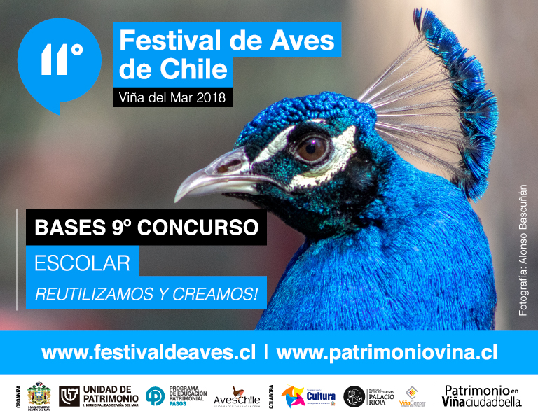 Viña del Mar invita a celebrar los pájaros el 15, 16 y 17 de noviembre en su Undécimo Festival de Aves de Chile