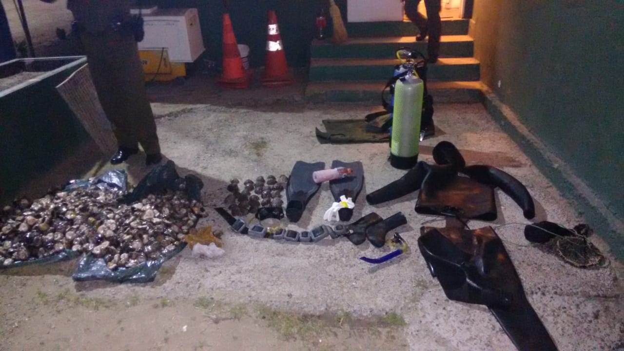 En Maitencillo Carabineros y Sernapesca incautan más de 700 locos en veda extraídos ilegalmente 