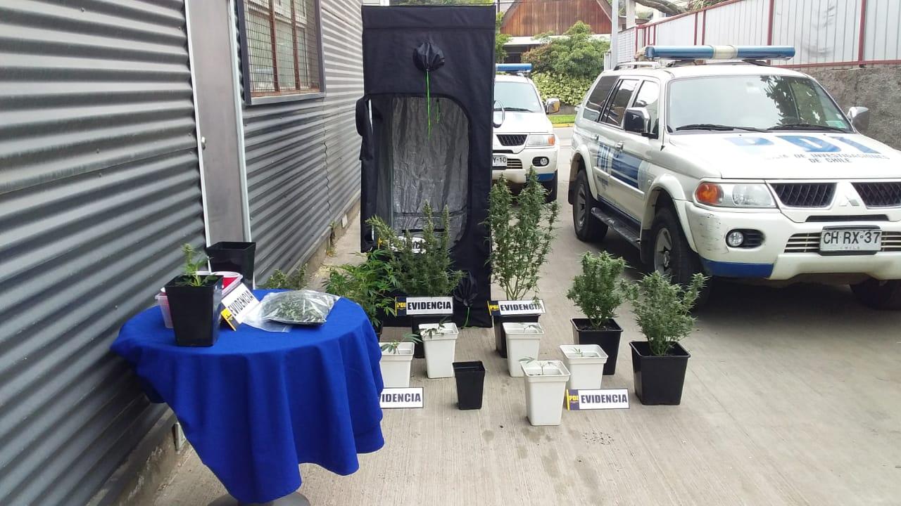 PDI detecta cultivo indoor de marihuana en Viña del Mar
