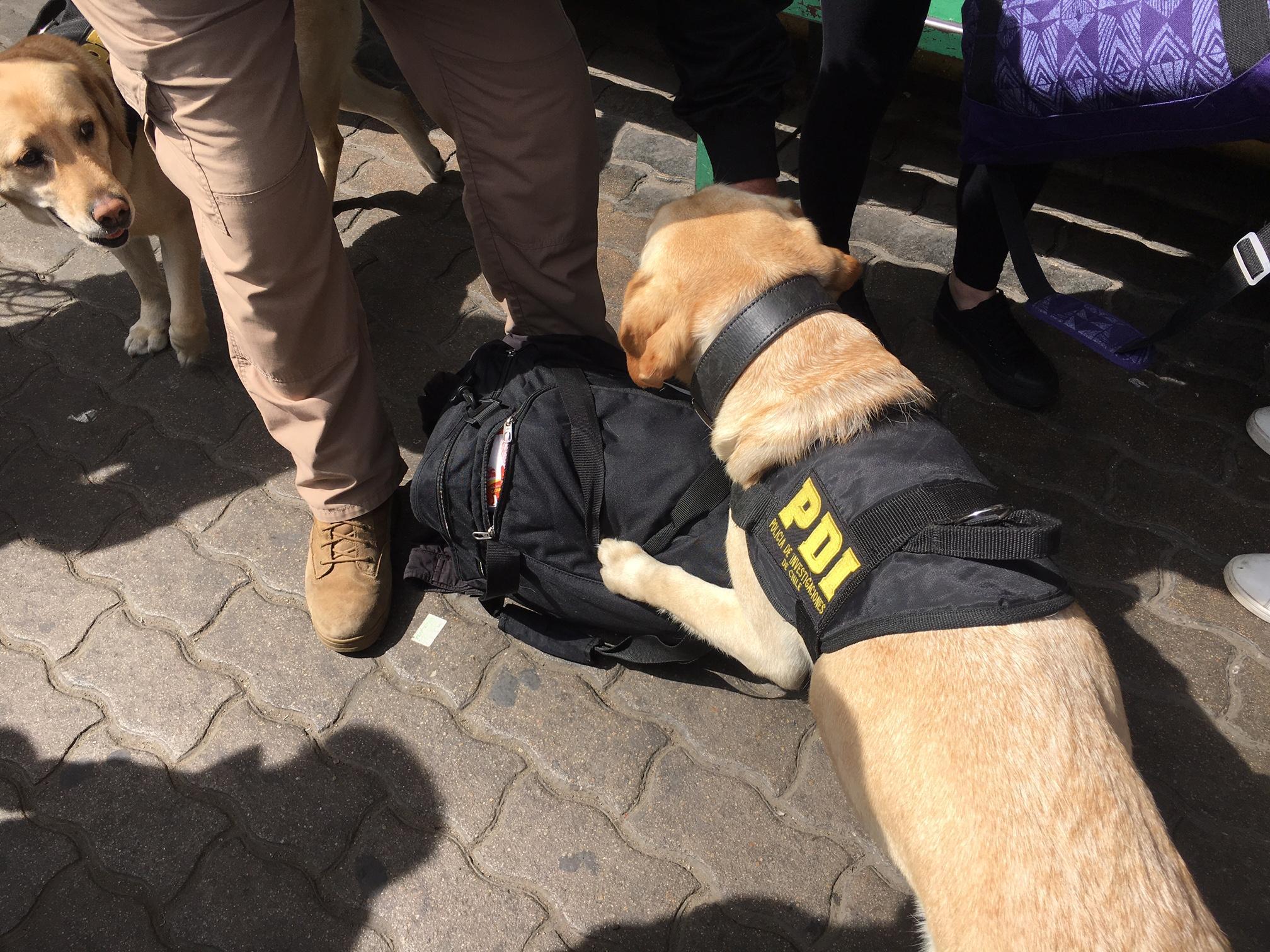 La Calera: PDI incauta cannabis sativa avaluada en 90 millones de pesos