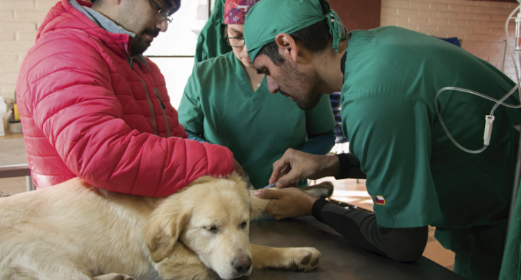 Municipio de Concón realizará nuevo operativo sanitario para mascotas este sábado 24 de noviembre