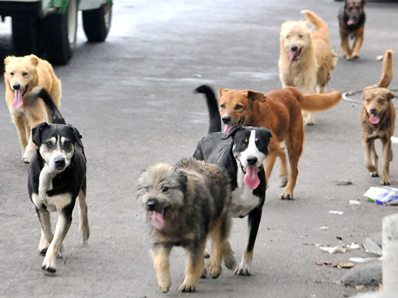 Expertos de todo el país se reunirán en Santo Tomás Viña del Mar para analizar resultados de la “Ley Cholito”