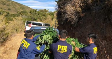 Algarrobo: PDI incauta cerca de mil plantas de marihuana
