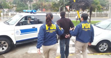 Quilpué: PDI incauta cultivo de marihuana gracias a programa “Denuncia Seguro”