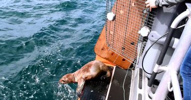 Valparaíso: Exitosa liberación de lobito marino rescatado a principios de año en Horcón