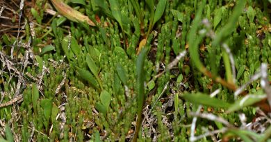 Proyecto piloto UPLA buscará descontaminar suelos de Puchuncaví con planta halófita﻿