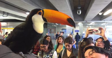 Nuevo atractivo se suma a los panoramas de Metro: usuarios tendrán descuento exclusivo en “Selva Viva” y “Viva Mar”