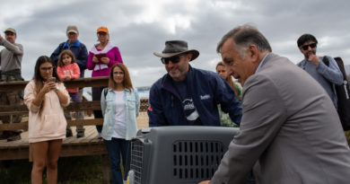 Concón: Centro de rescate y rehabilitación de fauna silvestre recuperó y liberó 27 aves en el humedal
