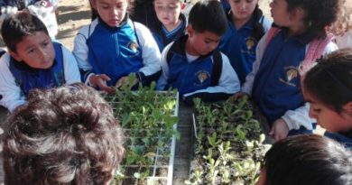Municipio de Viña y Jardín Botánico invitan a aprender sobre hierbas medicinales y a crear huertos orgánicos