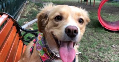 Municipio de Concón realizará este sábado 13 de abril nuevo operativo de chipeo de mascotas