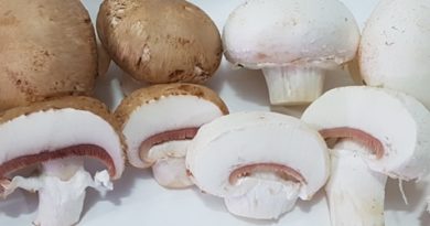 Concón: Seremi de Salud confirmó denuncia realizada por municipio contra fábrica de champiñones por malos olores