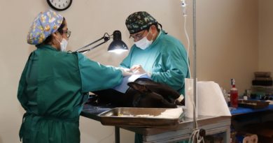 Villa Alemana suma más de 12 mil microchip y mascotas esterilizadas gracias a operativos gratuitos financiados por recursos municipales y Subdere