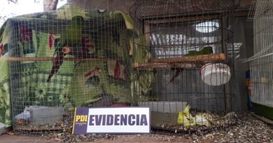 BIDEMA rescata aves protegidas en domicilio de Quilpué