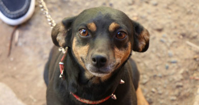 Municipio de Concón realizará nuevo operativo de implantación de microchips este sábado 8 de junio