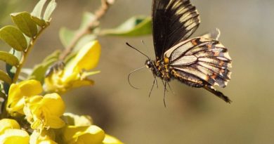 Villa Alemana: Vecinos y organizaciones ambientales se reúnen para educar y debatir sobre realidad ambiental de cerros norte de la comuna