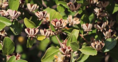 Villa Alemana: Kechu Duam invita a nueva caminata educativa en cerro de Tercera