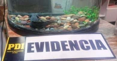 Valparaíso: Aduana y BIDEMA detectan ejemplar protegido en tienda de mascotas