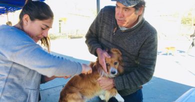 Concón: 439 atenciones veterinarias tuvo operativo sanitario en sector rural