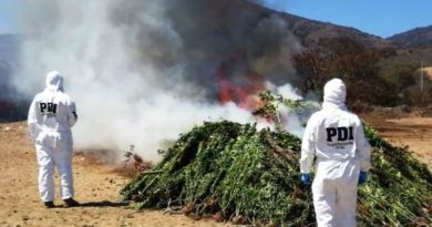 Papudo: Detectives de la PDI detecta mil plantas de cannabis