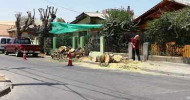 Villa Alemana: Polémica por poda y tala de árboles  realizadas en verano