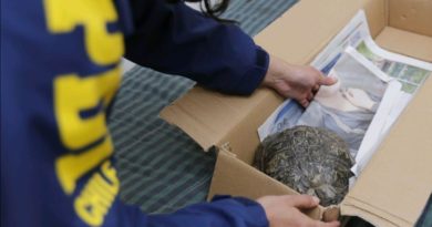 Rescatan Tortuga Orejas Rojas de la Quinta Vergara