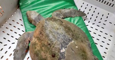 Hayan tortuga flotando en la Playa de Quintero