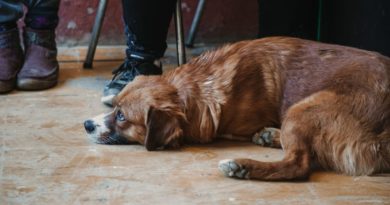 Municipio de Valparaíso se pone con alimentos para mascotas