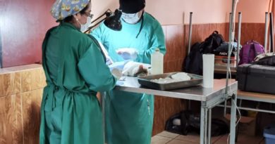 Más de tres mil esterilizaciones a mascotas se han realizado en Viña del Mar