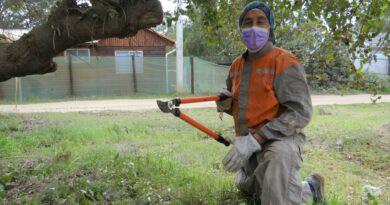 En Papudo vecinos podan sectores de vegetación combustibles