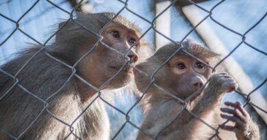 Quilpué ofrece variada cartelera en vacaciones de invierno