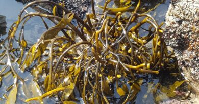 Estudio revela alta tolerancia de macroalga a estresores derivados del cambio climático