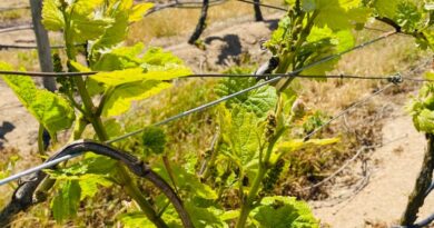 Retornaron los premios “Best of Wine Tourism” de Red Mundial suspendidos tras la pandemia