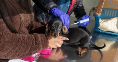 Viña del Mar contará con el primer centro veterinario municipal de atención primaria