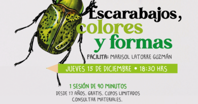 Taller de pintura de escarabajos y estudio de esta especie se desarrollará en Museo Fonck