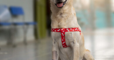 Continúa campaña de adopción de mascotas afectadas por mega incendio de Viña del Mar