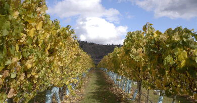 9 viñas y diversos restaurantes se encuentran abiertos e integran la oferta turística del valle de Casablanca este verano