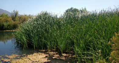 En Quillota se va a conmemorar el Día Mundial de los Humedales con visita guiada a zona protegida