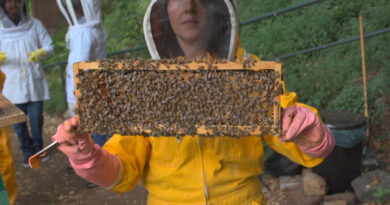 Investigadora porteña sitúa a Chile como pionero mundial en purificación de cera de abejas
