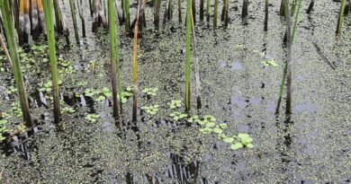 Presentarán libro que pone en valor los humedales de la Región de Valparaíso