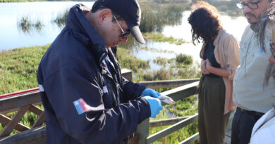 Instruyen a Bidema investigar mortandad de peces en el Humedal Desembocadura Río Aconcagua