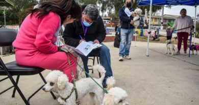 Anuncian jornadas de implantación de microchips gratuitos en Quilpué