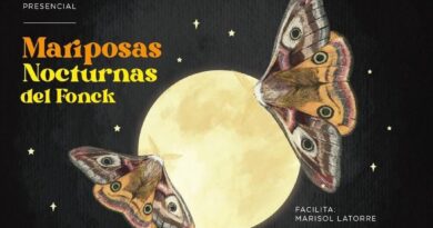 Museo Fonck te invita a participar de espectacular taller sobre mariposas nocturnas