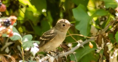 Alcaldesa de Quilpué invita a la comunidad a conocer el Parque “Las Tagüitas”