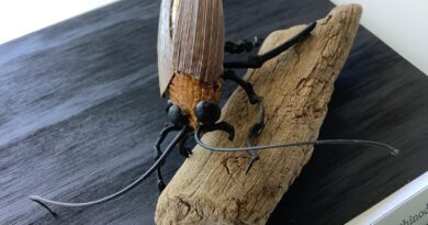 Exposición de “Arteinsectos, la fabricación de un mundo imaginario” en Museo Fonck