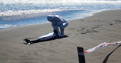 Dos delfines chilenos dieron positivo a gripe aviar