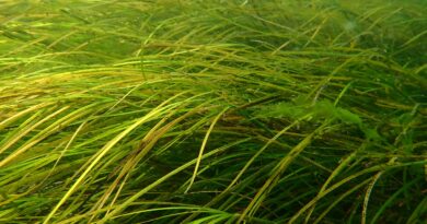 Científicos estudian respuesta de pasto marino endémico a vertidos de salmuera