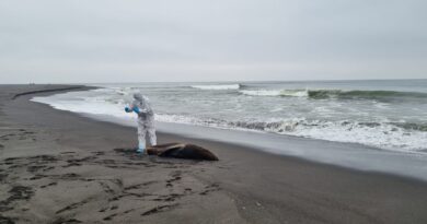 Se amplían especies marinas afectadas por influenza aviar: Huillín dio positivo en Magallanes