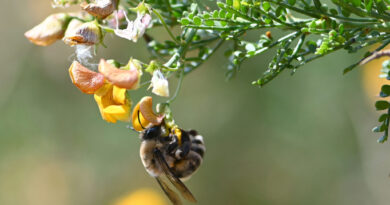 Presentan avances en el desarrollo de atrayente artificial y estrategia de polinización para el cultivo de paltos