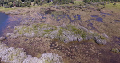 UST dictará curso sobre “Biodiversidad y Conservación de Humedales”